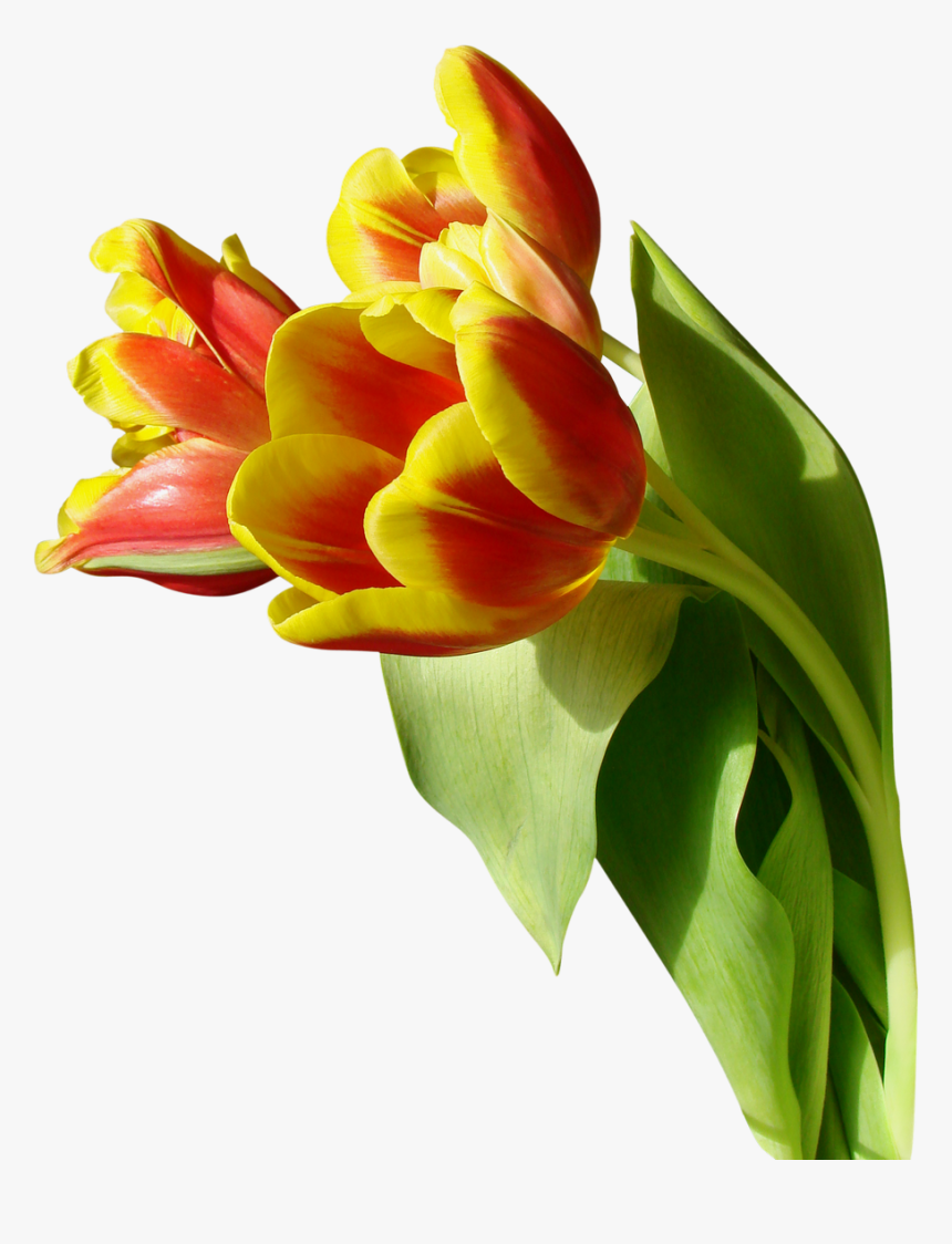 Tulip Png Image, Transparent Png