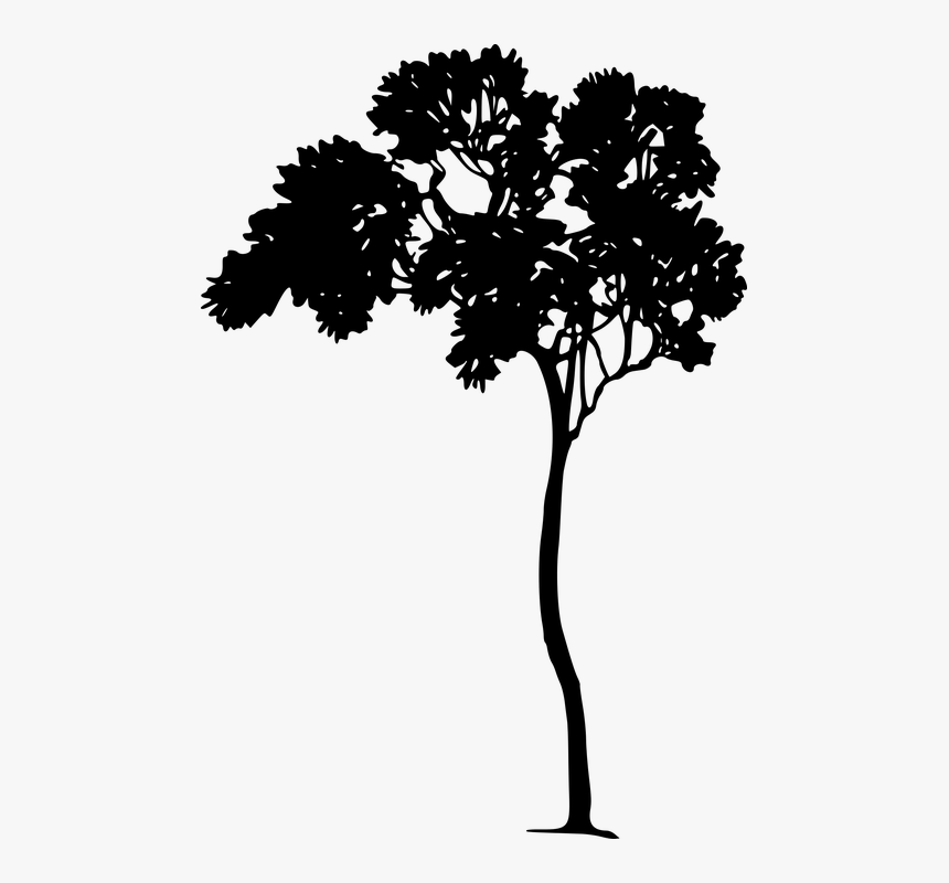 Forest, Nature, Plant, Tree, Vegetation, Wood, HD Png Download