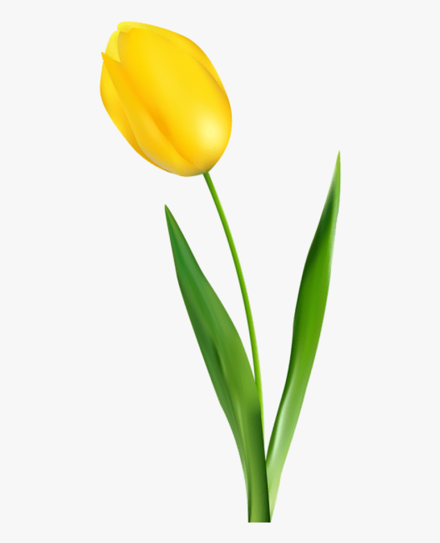 Free Png Yellow Tulip Transparent Png Images Transparent, Png Download