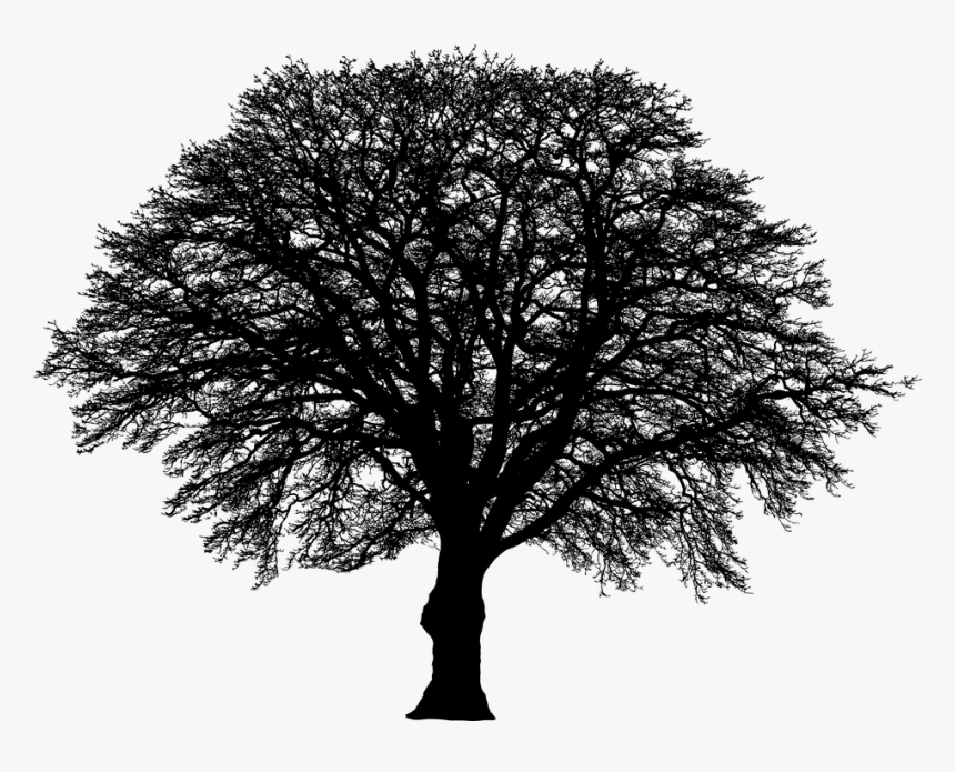 Tree, Winter, Silhouette, Vegetation, Branches, Nature, HD Png Download