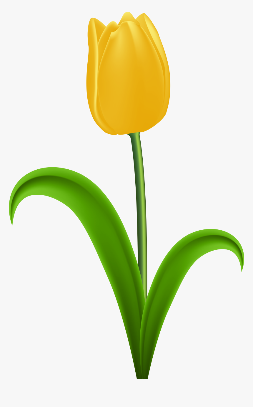 Tulip Yellow Flower Clip Art, HD Png Download