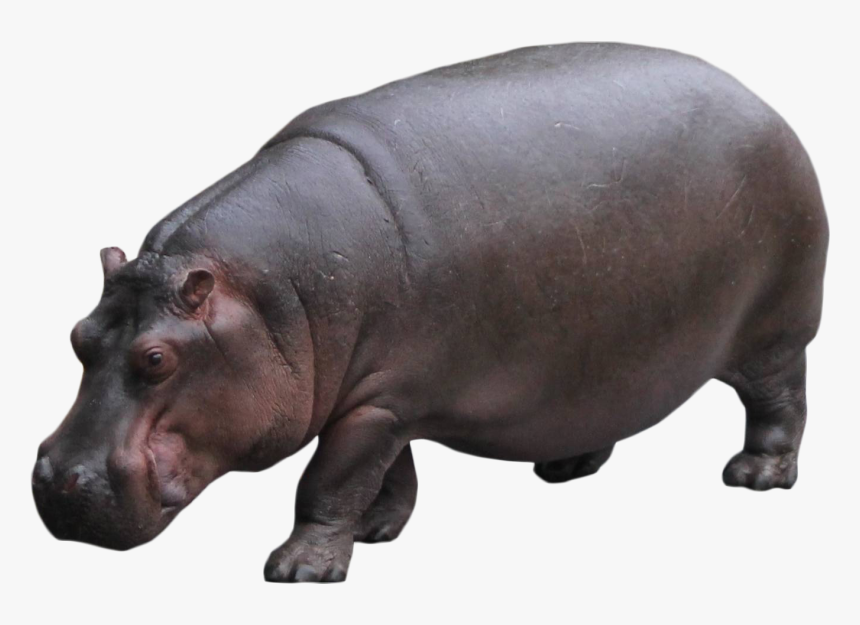 Hippo Standing Png Image, Transparent Png