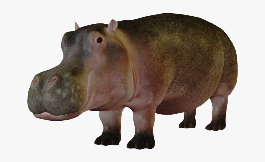Hippo Png Images, Transparent Png