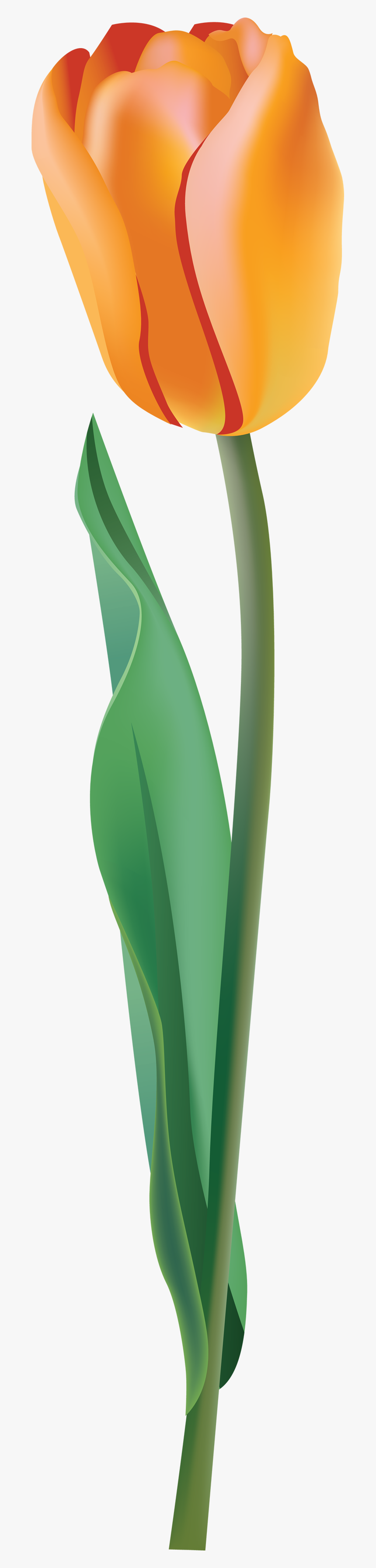 Yellow Tulip Png Image, Transparent Png