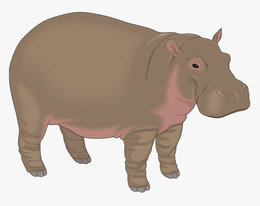 Download Hippo Png Transparent Images Transparent Backgrounds, Png Download