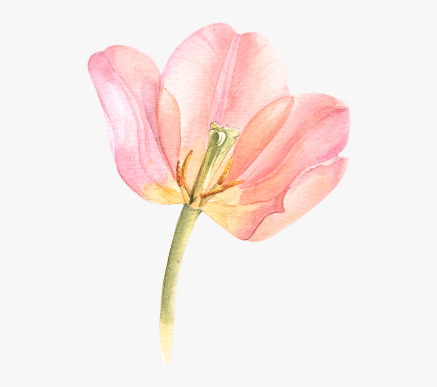 Tulip Transparent Watercolor Black And White Library, HD Png Download
