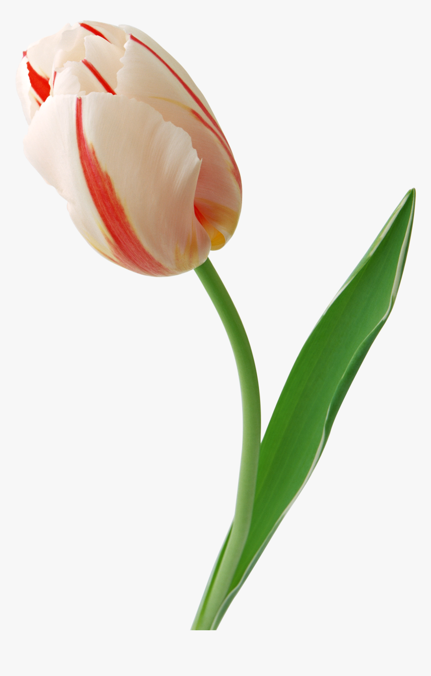 Now You Can Download Tulip In Png, Transparent Png