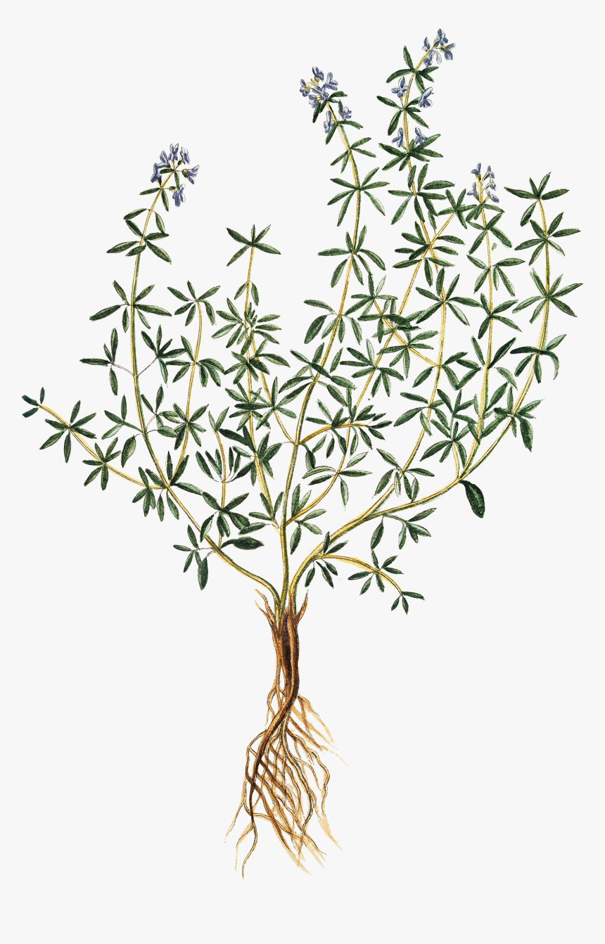 Vegetation Drawing Herb, HD Png Download