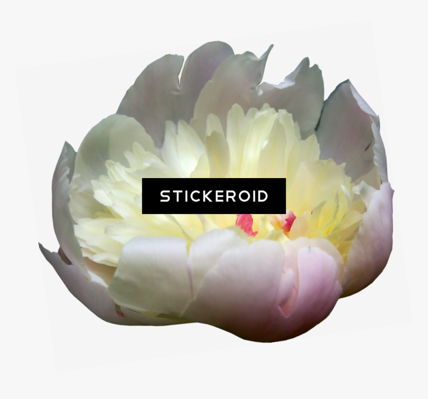Peonies Flowers Peony, HD Png Download