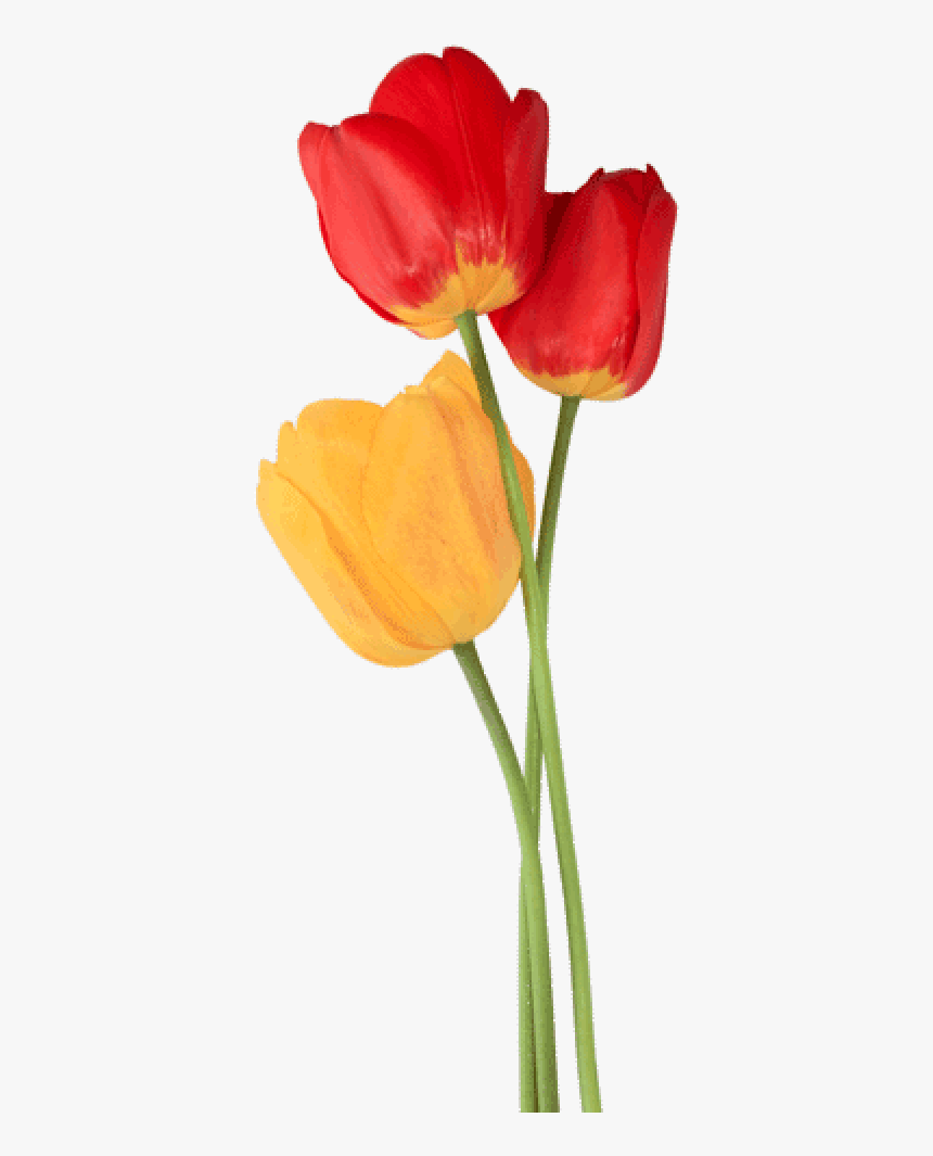 Tulip Png Free Download, Transparent Png