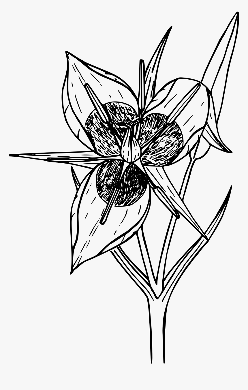 Green-banded Star Tulip Clip Arts, HD Png Download