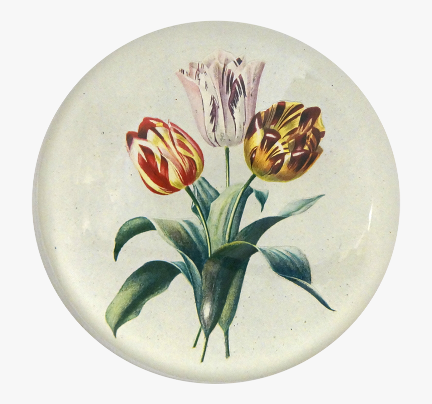 Tulip Png, Transparent Png