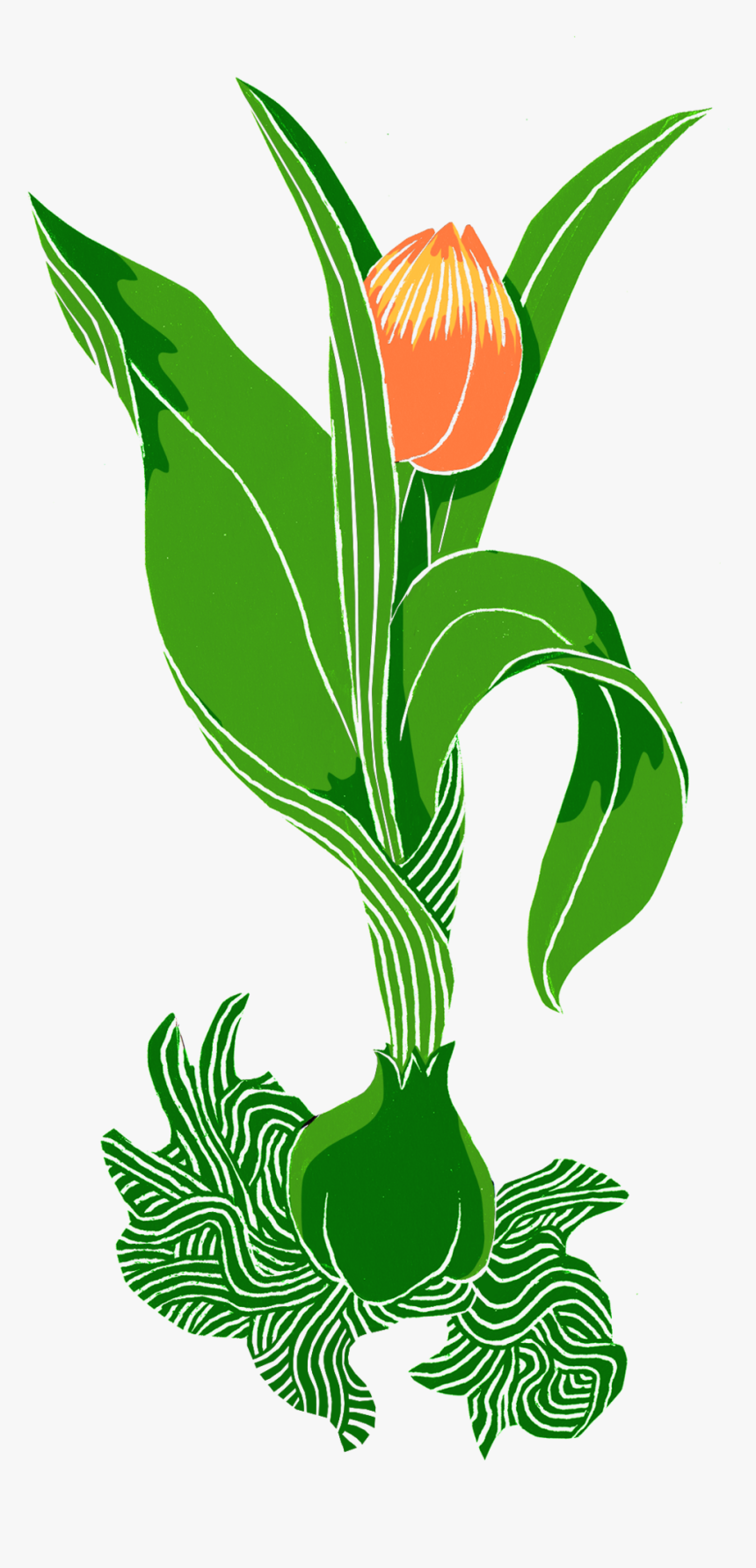 Tulip, HD Png Download