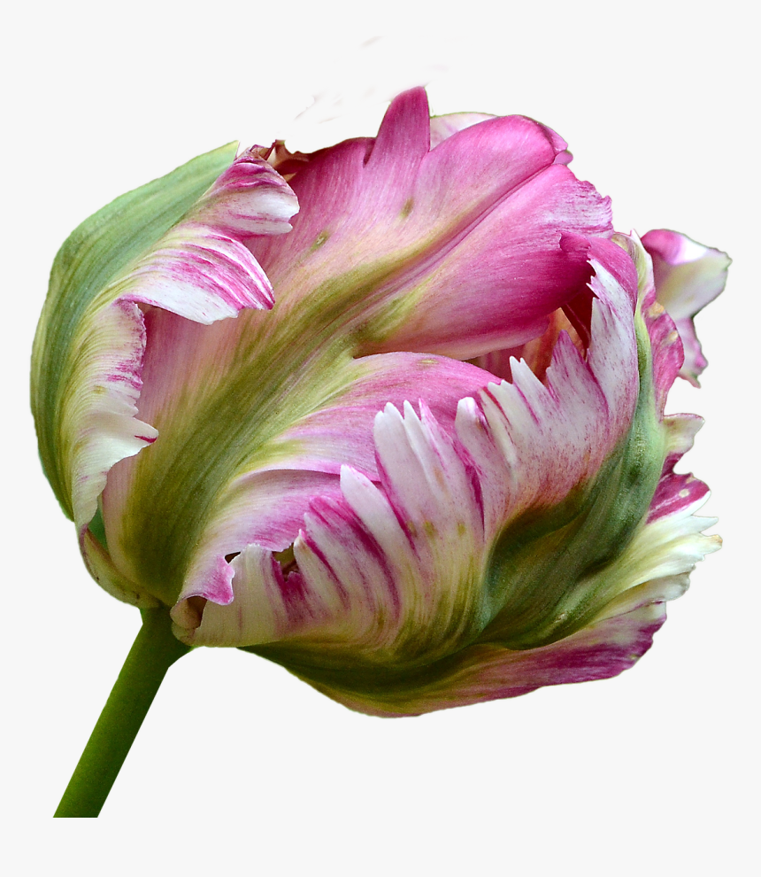 Tulip Png, Transparent Png