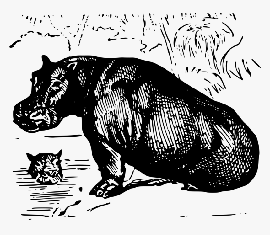 Hippo Png, Transparent Png