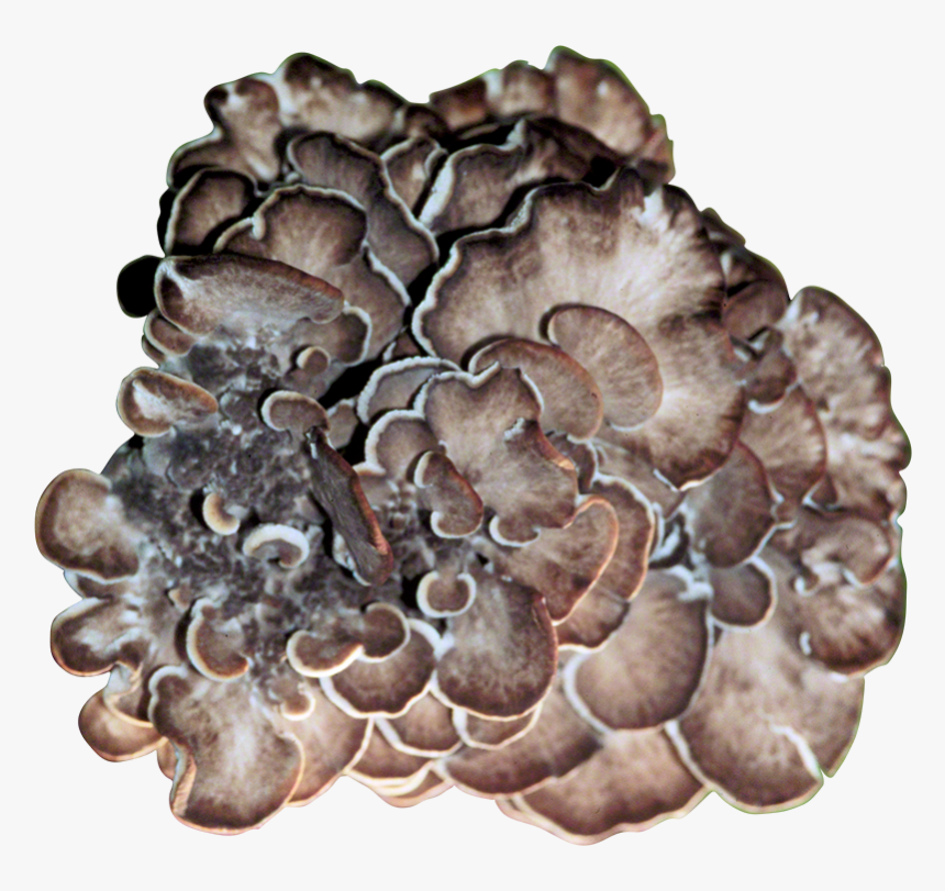 Maitake Plug Spawn, HD Png Download