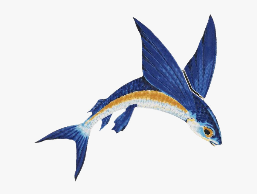 The Second Joint Meeting Of The Crfm/clme Flyingfish, HD Png Download