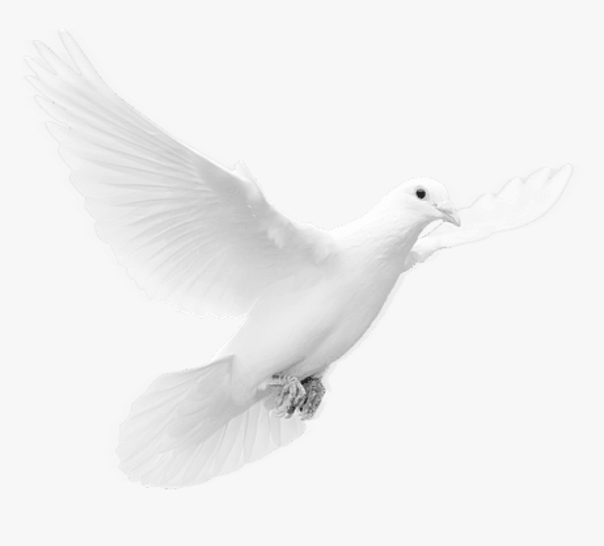 Free Png Download Dove Png Images Background Png Images, Transparent Png