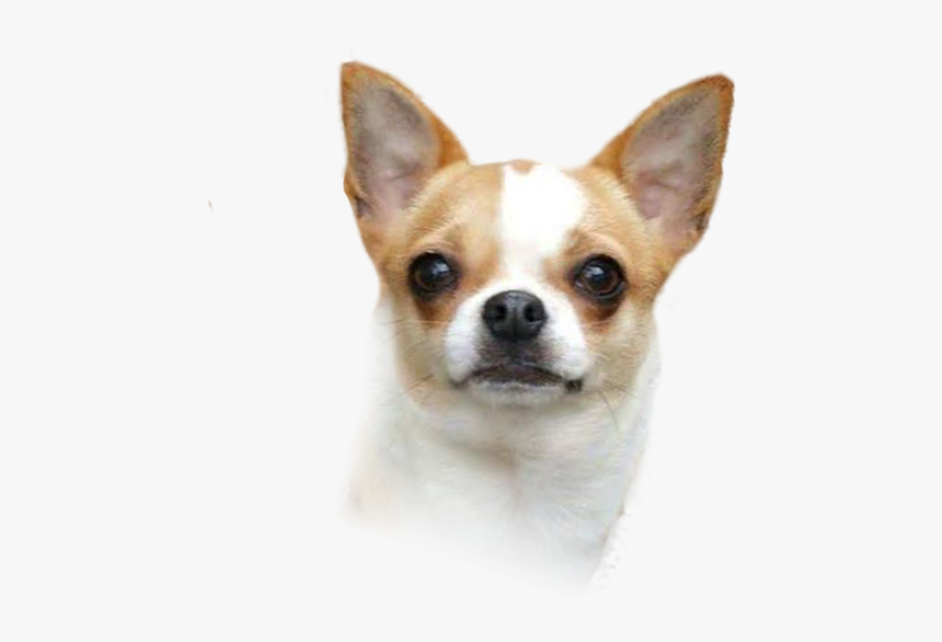 Corgi-chihuahua Puppy Dog Breed Companion Dog, HD Png Download