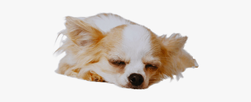 Chihuahua Temperament Character, HD Png Download