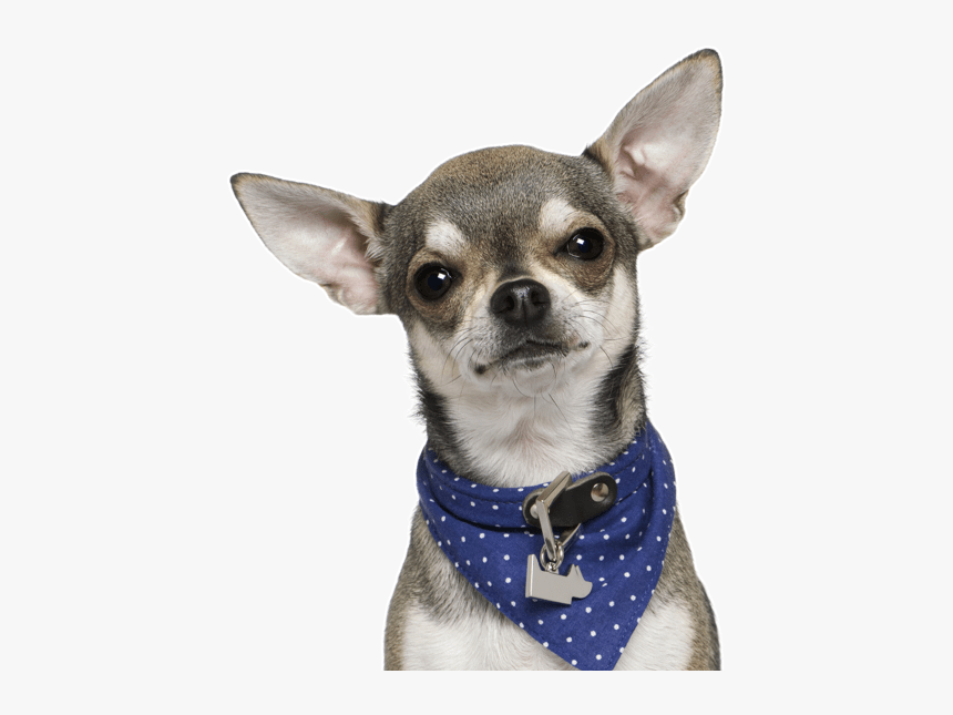 Chihuahua Png, Transparent Png