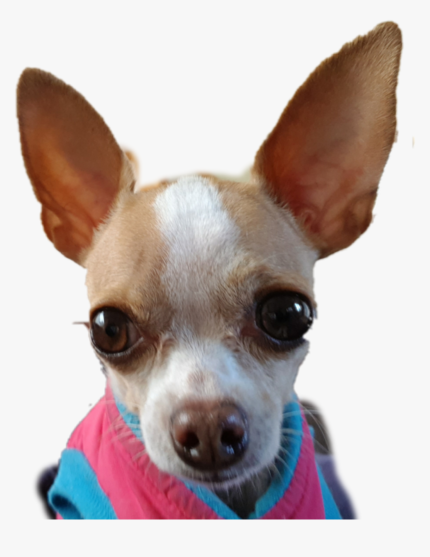 Transparent Chihuahua Png, Png Download