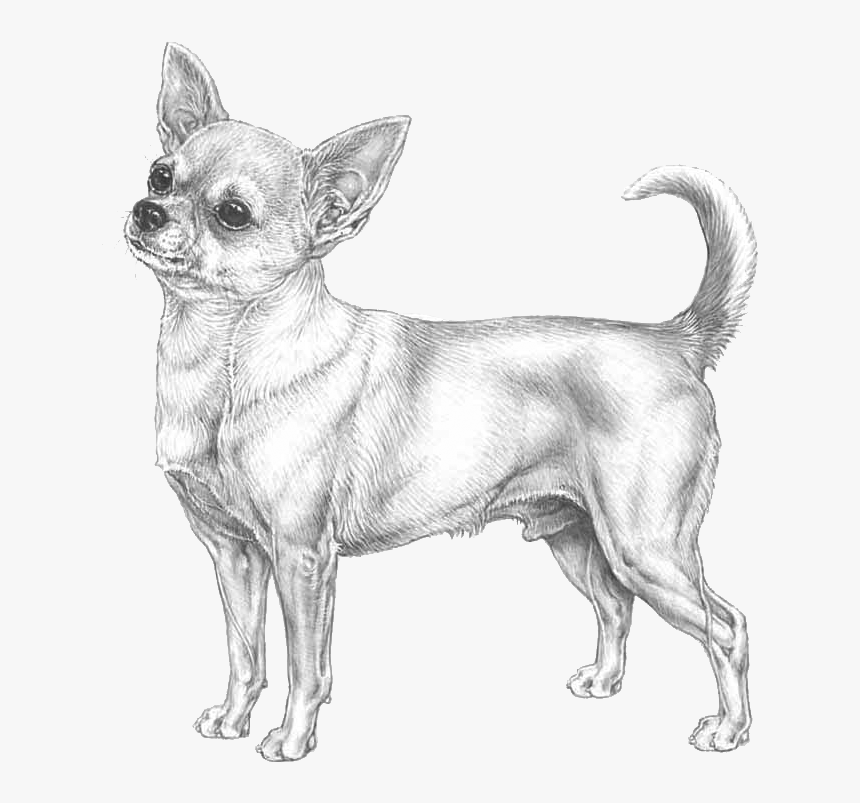 Chihuahua Png, Transparent Png