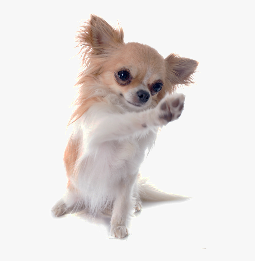 Chihuahua Russell Chinese Breed Dog Imperial Jack Clipart, HD Png Download