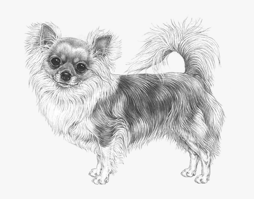 Chihuahua Png, Transparent Png