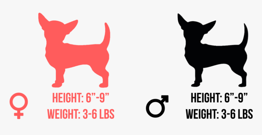 Chihuahua Png, Transparent Png