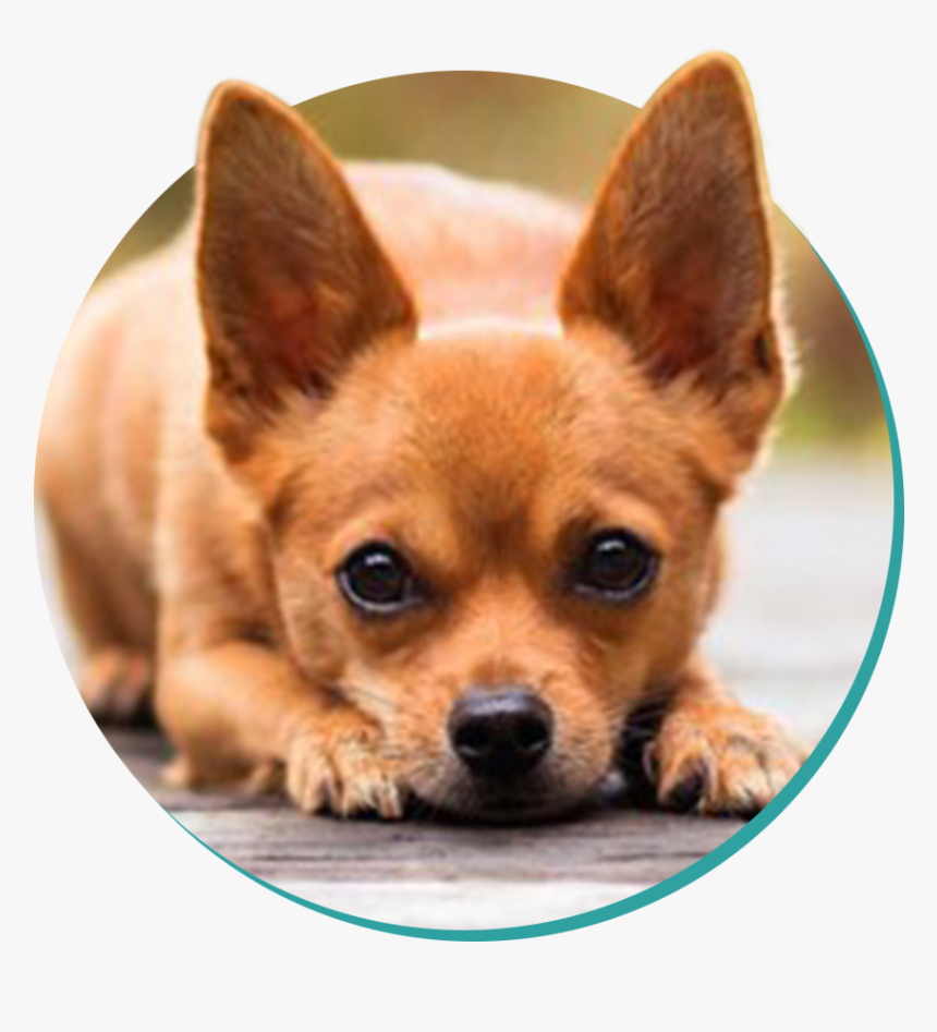 Chihuahua, HD Png Download