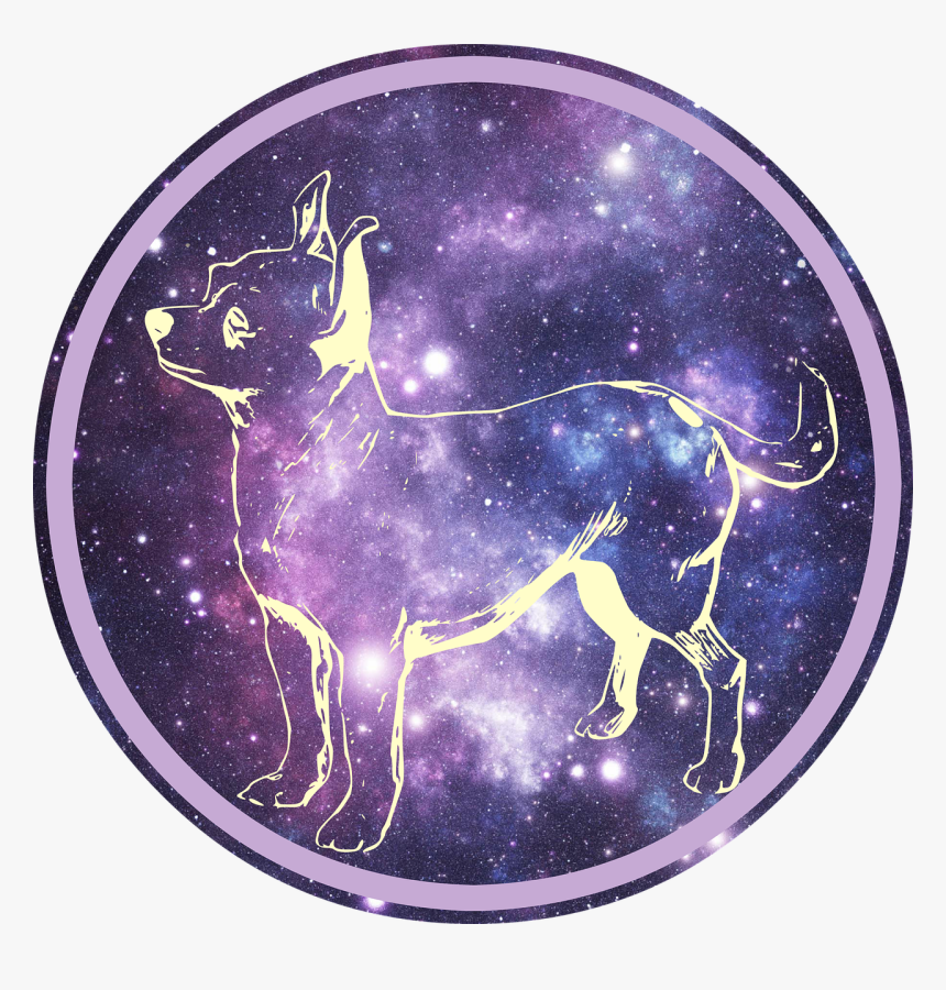 Chihuahua Png, Transparent Png