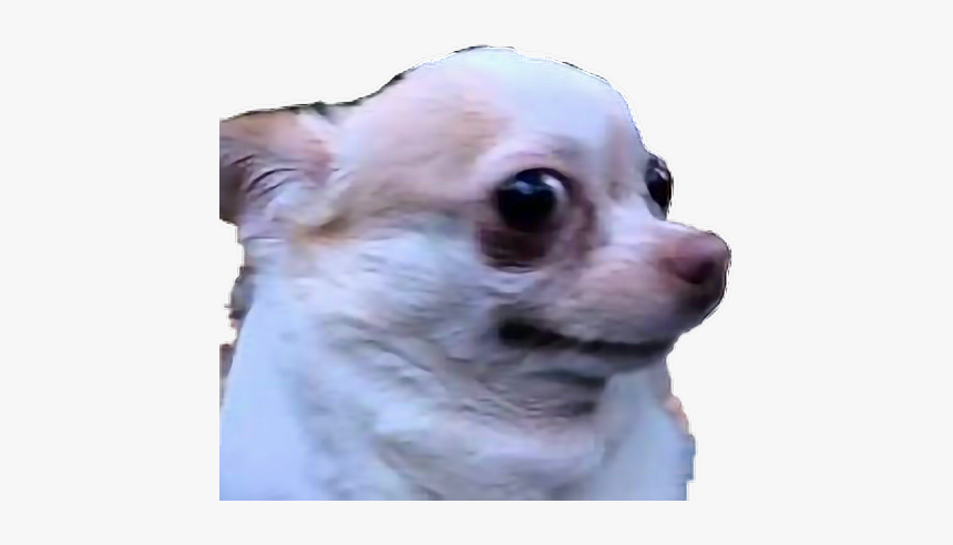 #chihuahua #tumblr #freetoedit, HD Png Download