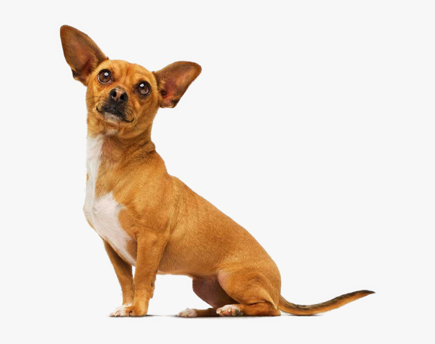 Chihuahua Png, Transparent Png