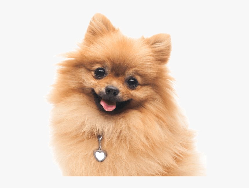 Clip Art Pomeranian Dogs Search, HD Png Download