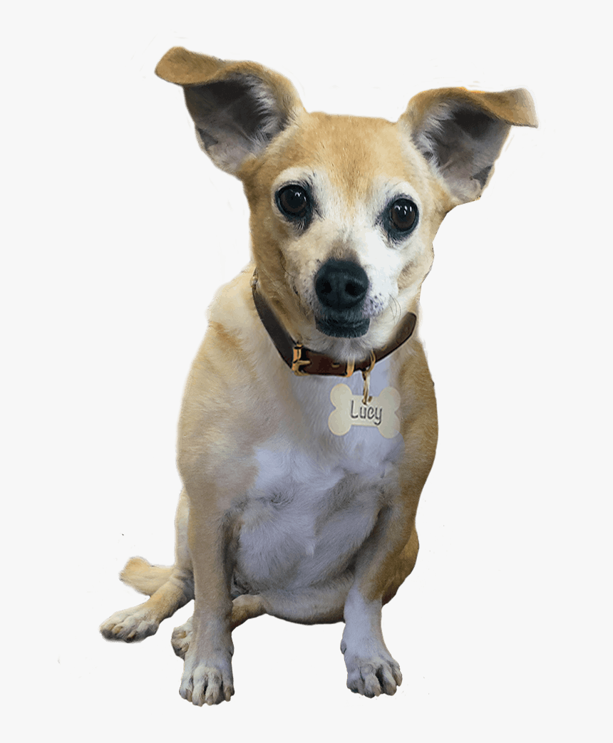 Transparent Dog Footprint Png, Png Download