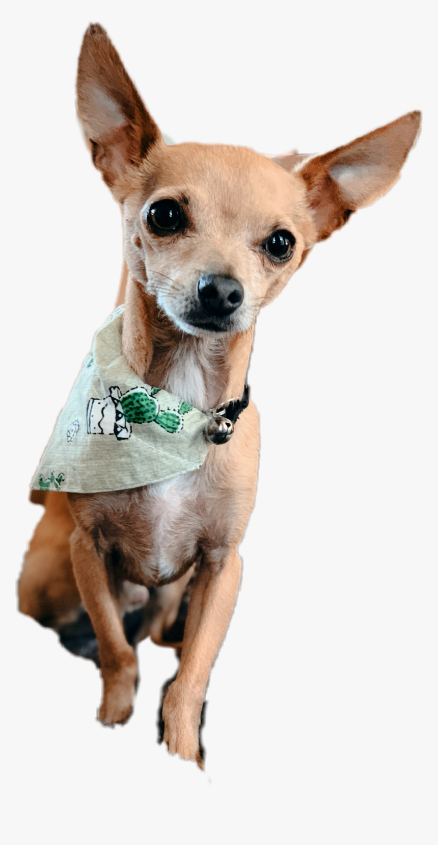 #chiweenie #chihuahua #dog #doggo #cactus #cute #aesthetic, HD Png Download