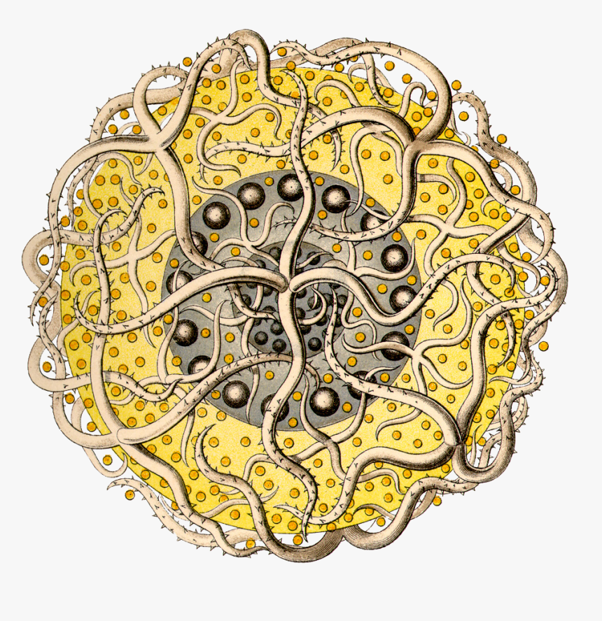 Kdn/polycyttaria/sixteen Black Dot Tentacles Copy, HD Png Download