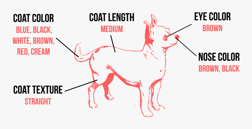 Chihuahua Png, Transparent Png