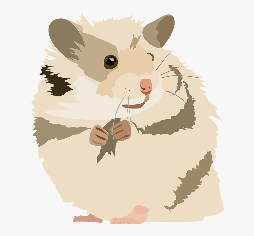 Hamster, Cute, Sweet, Animal, Pet, Rodent, Domestic, HD Png Download