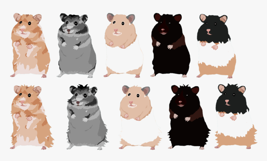 Hamster - 1, HD Png Download