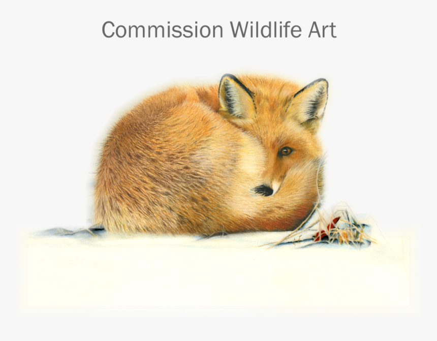 Drawn Hamster Fox, HD Png Download