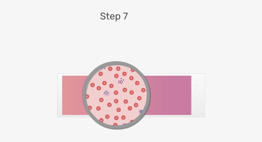 Animation Of Blood Cell Being Examined Under Microscope, HD Png Download