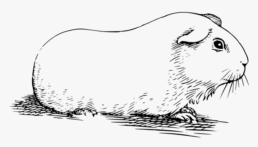 Monochrome, HD Png Download