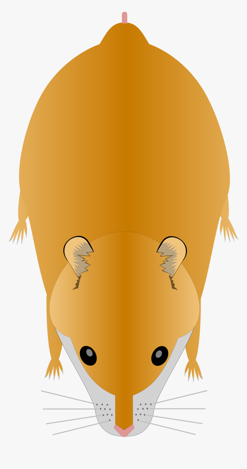 Hamster Png, Transparent Png