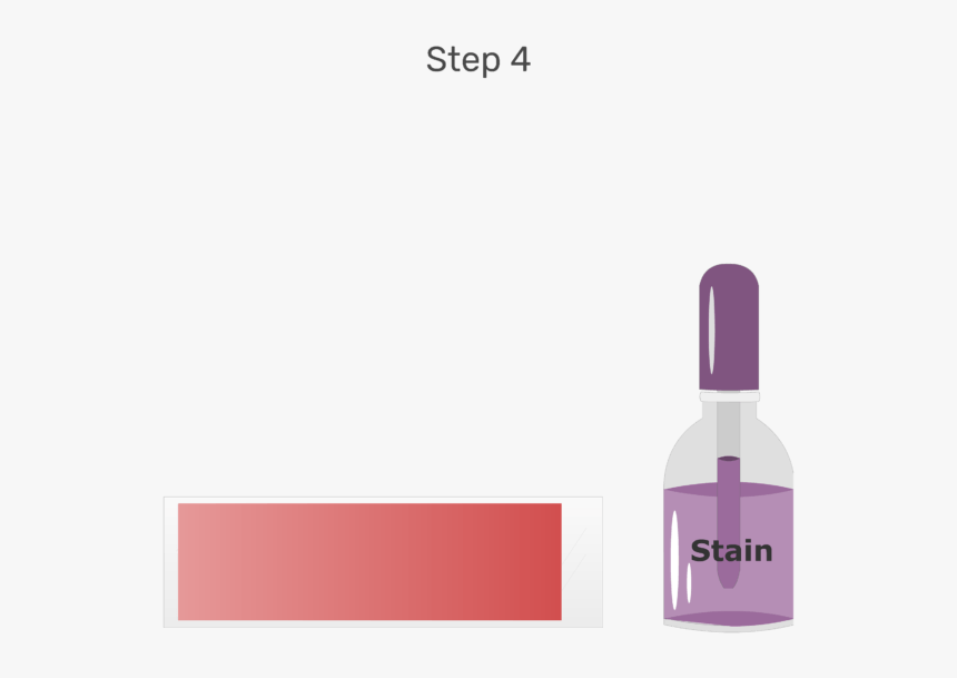 Animation Of The Surface Of The Blood Smear Being Flooded, HD Png Download