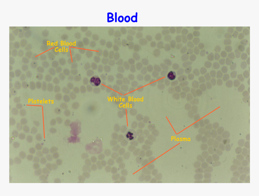 Blood Smear Png, Transparent Png