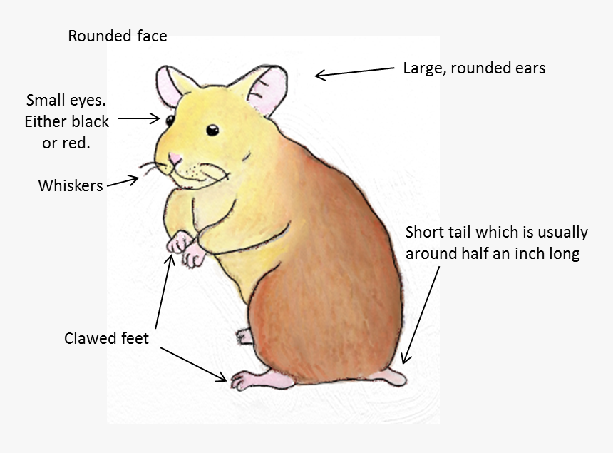 Hamster Png, Transparent Png