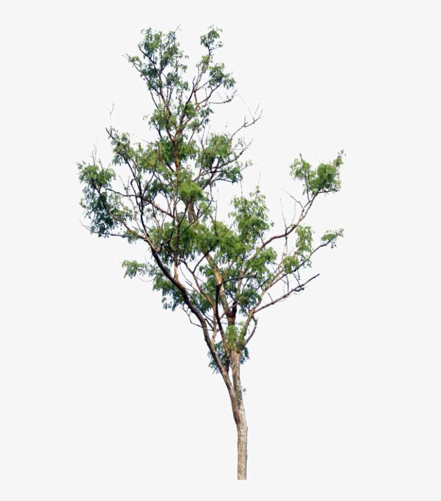 Little Tree Png, Transparent Png