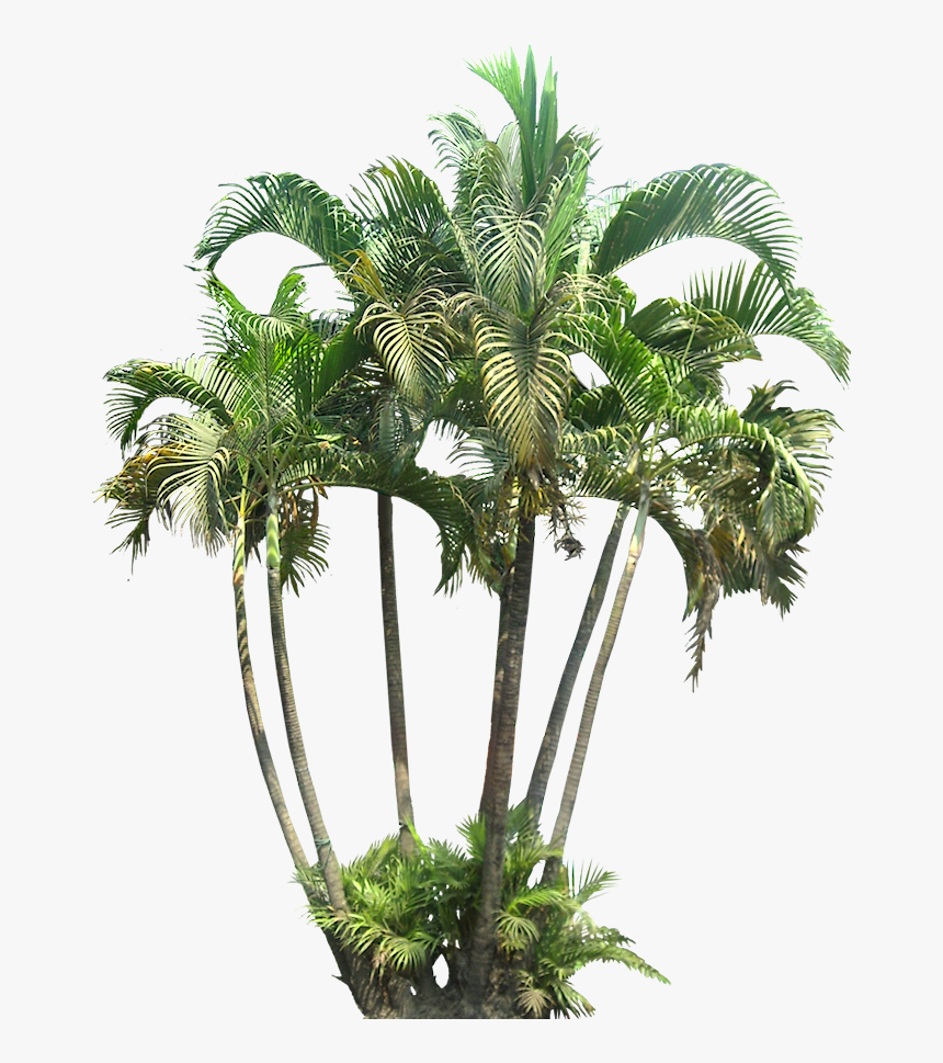 Small Palm Tree Png Transparent Png Transparent Png Image Pngitem